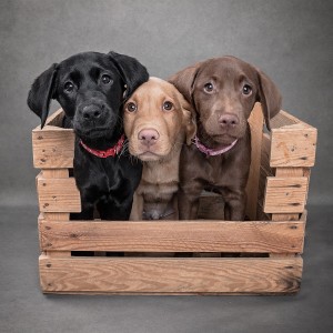 Three Labrador Retriever puppies sit close together in a wooden crate against a gray background. The puppies are of different colors: black, golden, and chocolate, each wearing a red or pink collar, looking at the camera with curious expressions—captured beautifully by a talented Somerset dog photographer.