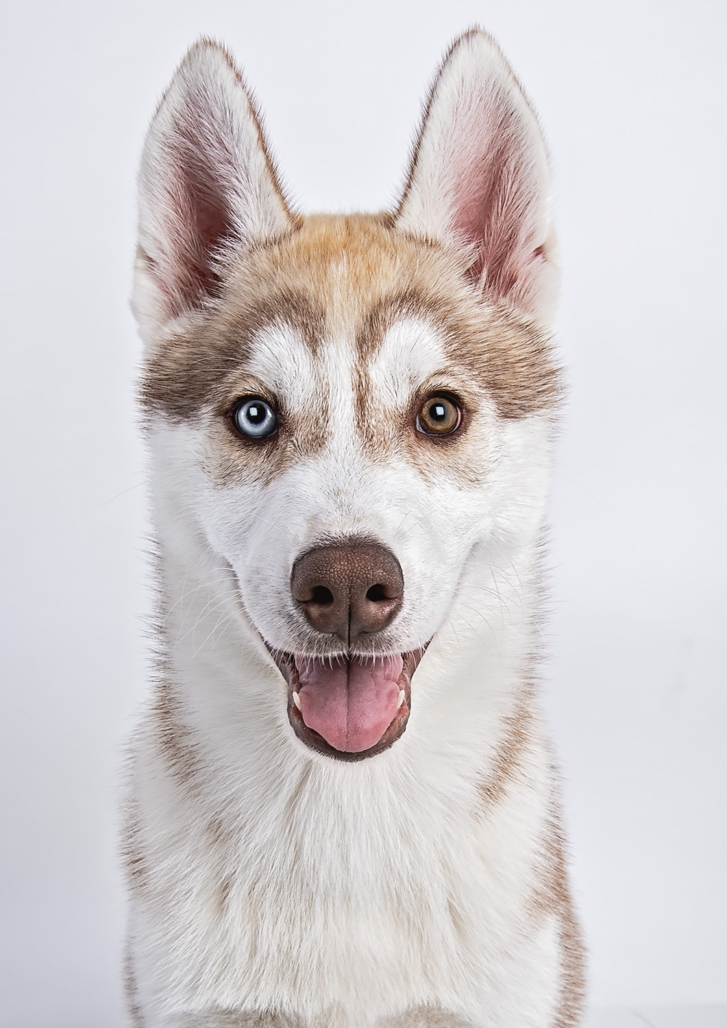A close-up of a happy Husky with one blue eye and one brown eye. The dog's mouth is open in a smile, revealing its teeth. The plain white background highlights the dog's striking facial features and fur colours.