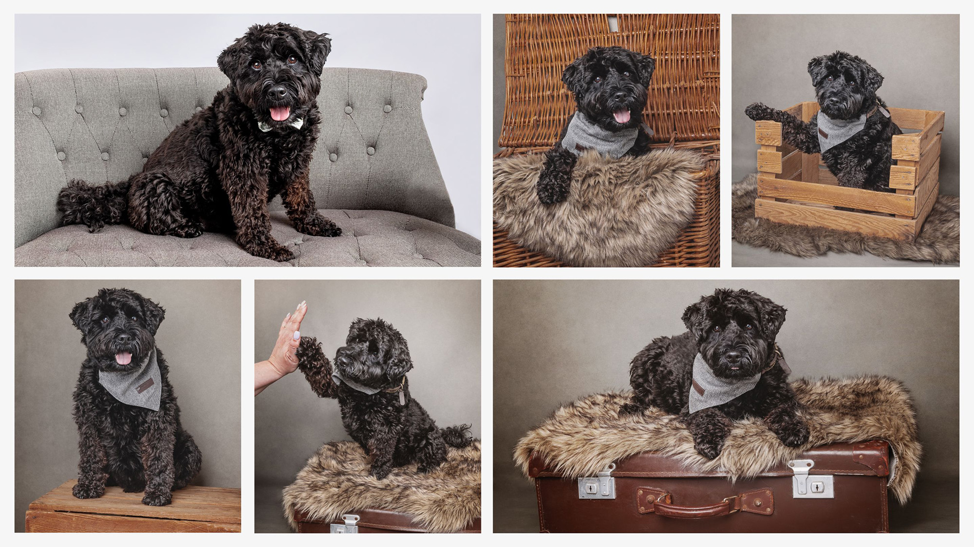 A collage of six images featuring a Schnockerpoo, curly-haired black dog in various poses on different props, including a cushioned chair, a wicker basket with fur lining, a wooden crate with fur lining, giving a high-five, and sitting on a suitcase with fur lining.