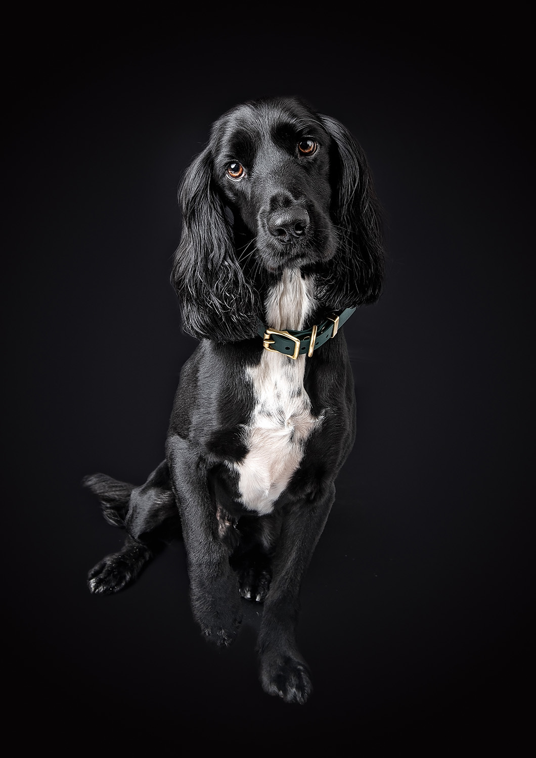 A black dog with long, wavy fur and a white patch on its chest sits against a dark studio background. The dog wears a greenish collar and looks towards the camera with a slightly tilted head and a curious expression, capturing the essence of Dog Portrait Photography near Taunton, Somerset.