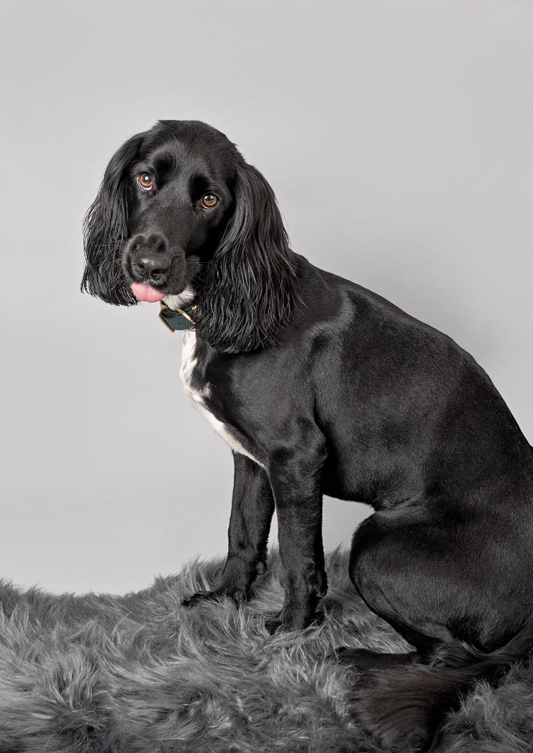 A full length portrait of a cute Sprocker with his tongue out. On grey backdrop in Somerset photography studio.