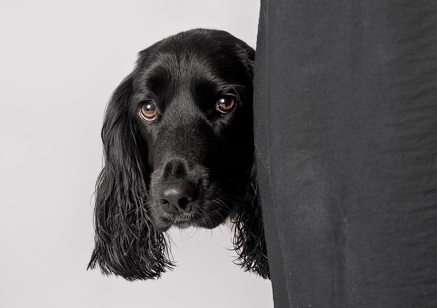 Somerset breed black Sprocker posing behind owners leg in studio close to Taunton.