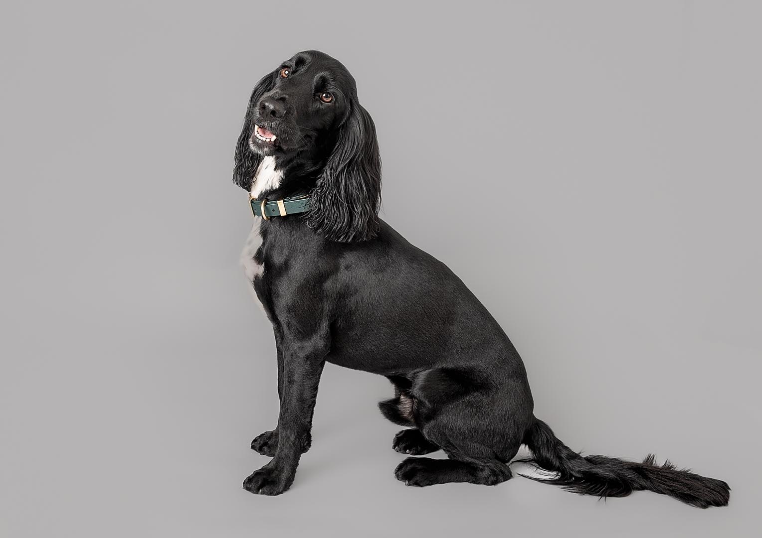 A full length portrait of a Sprocker on grey backdrop.