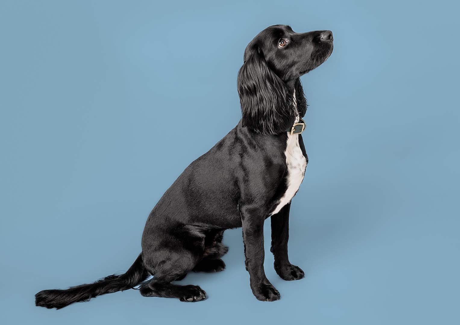 A glossy black dog with long ears and a white patch on its chest sits on a blue background, looking slightly upwards to the right. The dog is wearing a brown collar and has a long, slightly bushy tail. This stunning example of dog photography captures the elegance of our furry friends in Somerset.