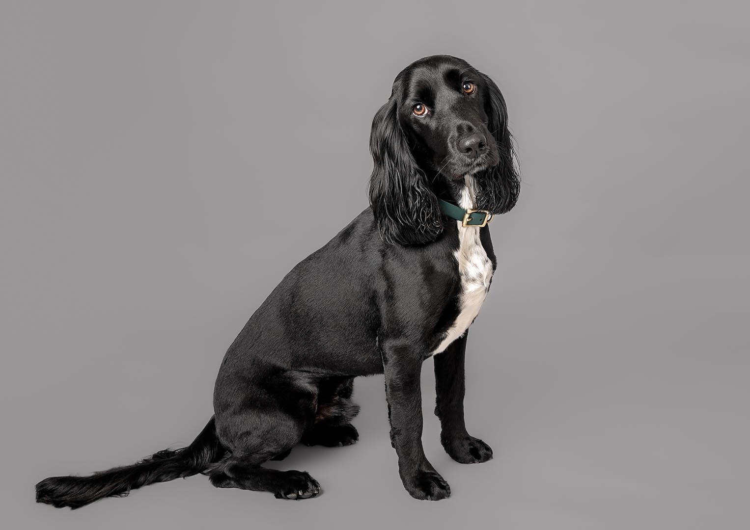 A full length portrait of a Sprocker on grey backdrop in Somerset photography studio.