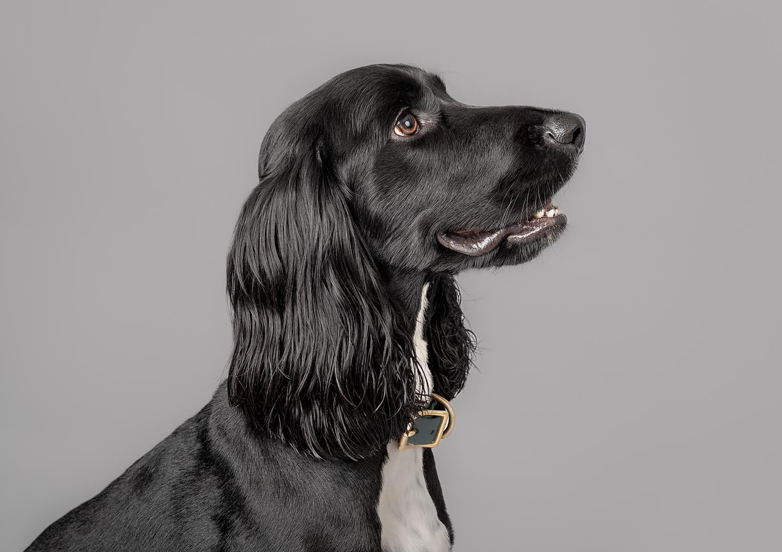 Black Sprocker with white chest posing for headshot in a studio close to Taunton. on a grey backdrop.