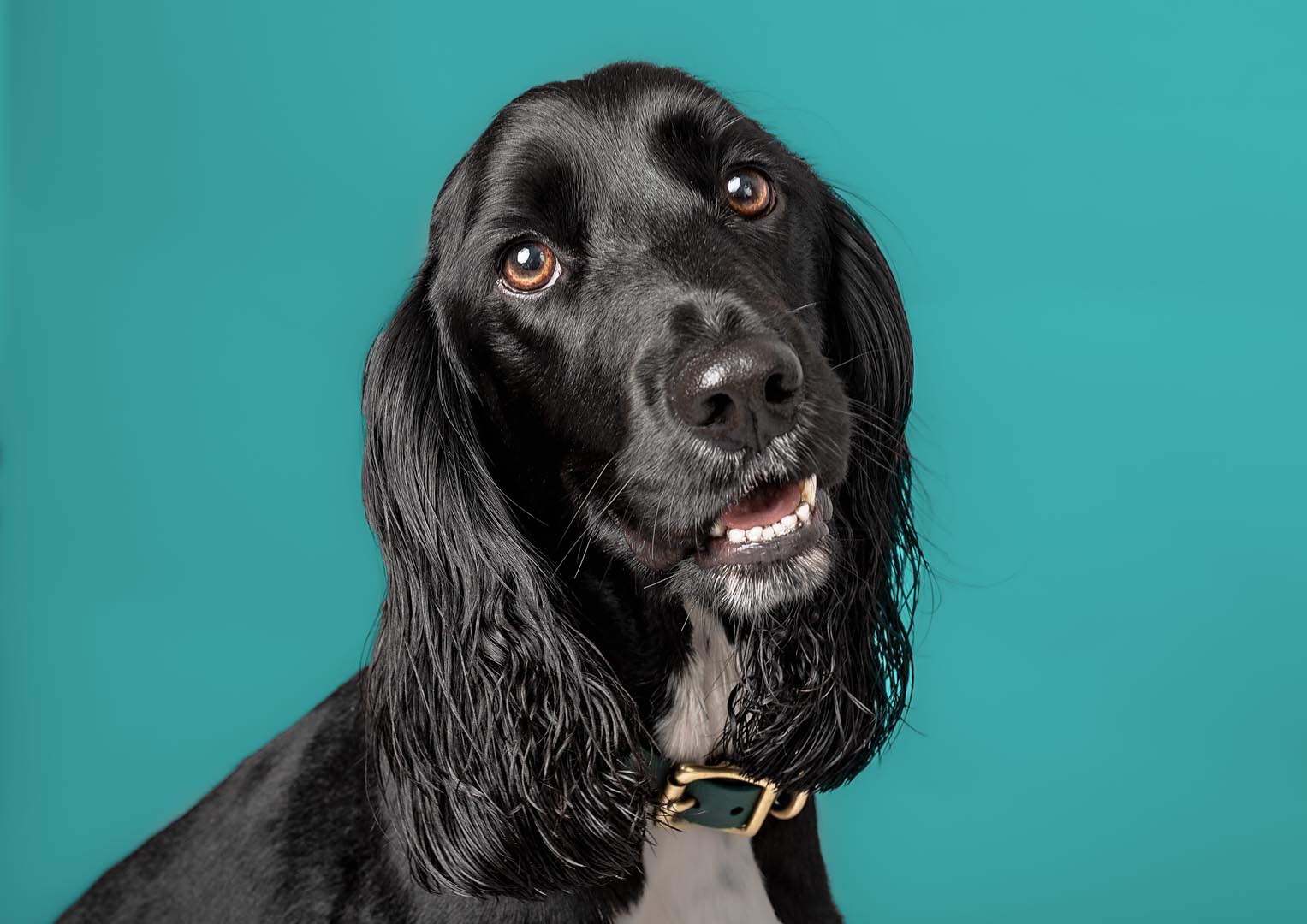 Somerset based black Sprocker with white chest posing for headshot in a studio close to Taunton. on a colourful backdrop.