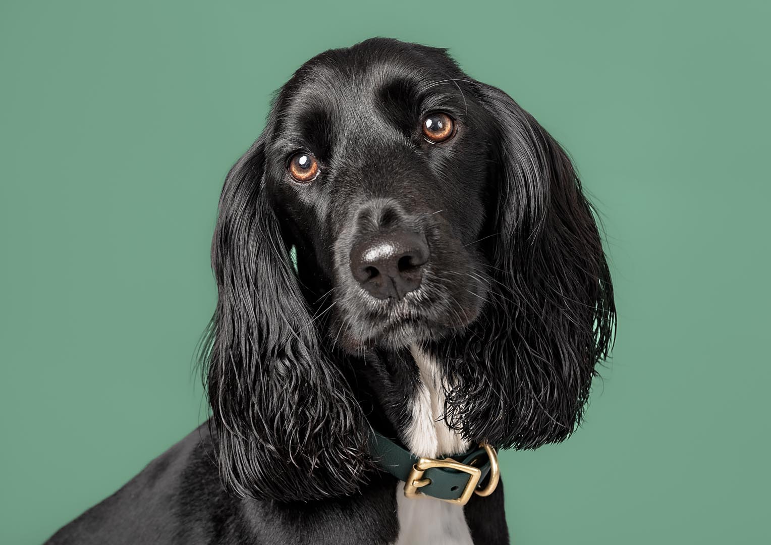 Somerset based black Sprocker with white chest posing for headshot in a studio close to Taunton. on a colourful backdrop.