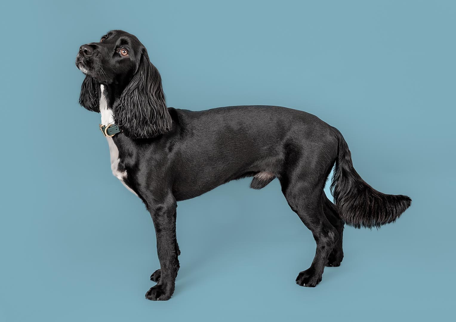 Black dog against a blue backdrop.