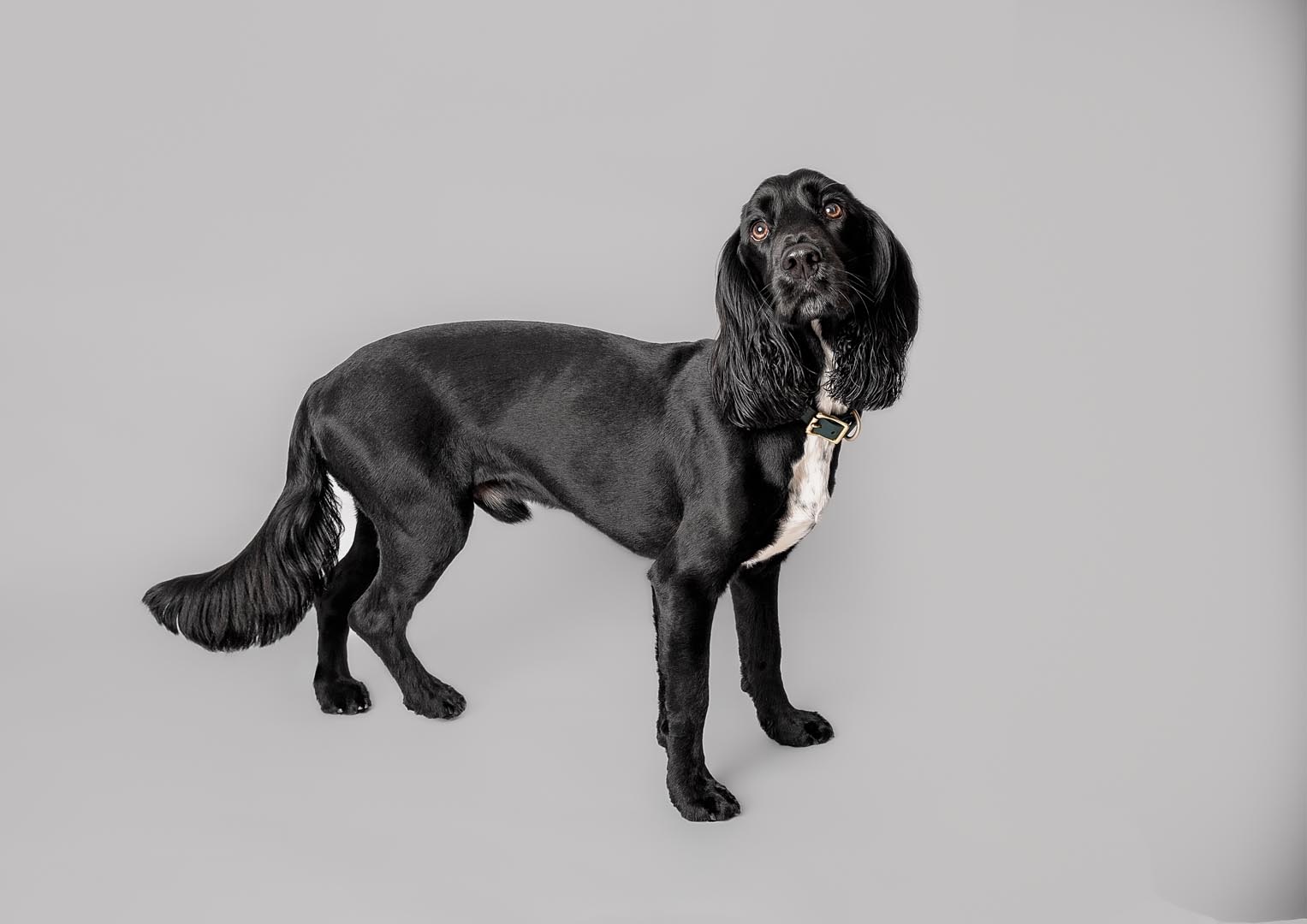 A full length portrait of a Sprocker on grey backdrop in photography studio.