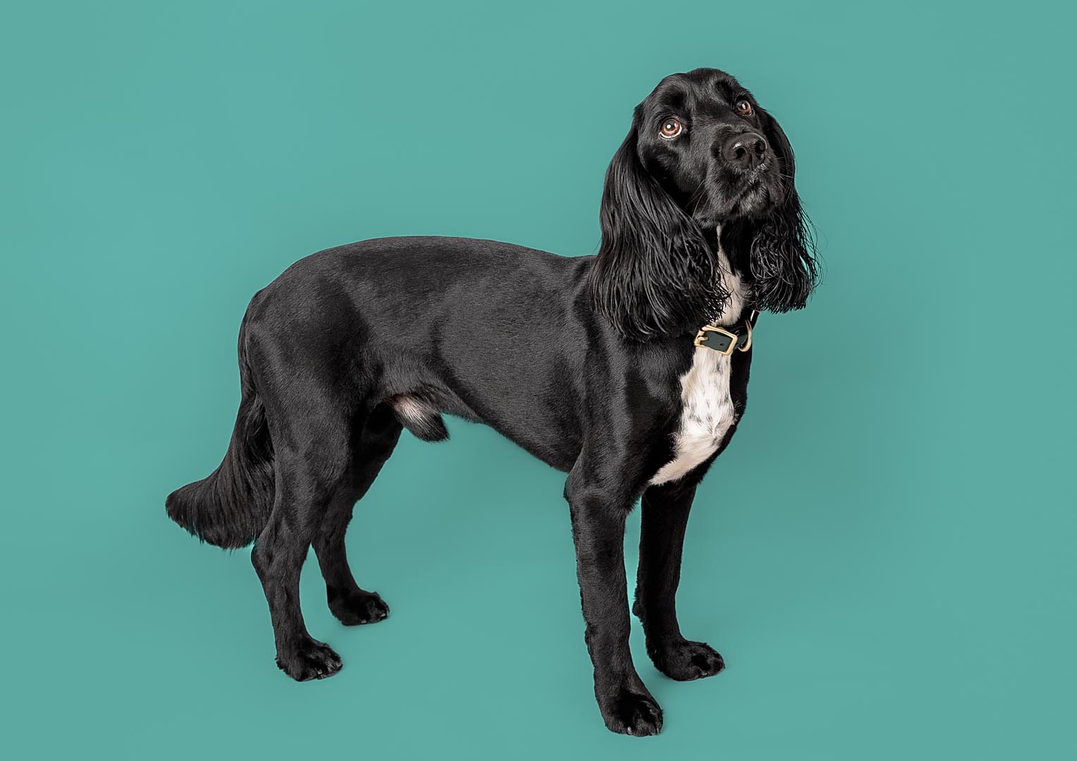 A black dog with long ears and a white patch on its chest stands against a turquoise background. The dog, wearing a collar and looking slightly upwards, captivates in this stunning shot