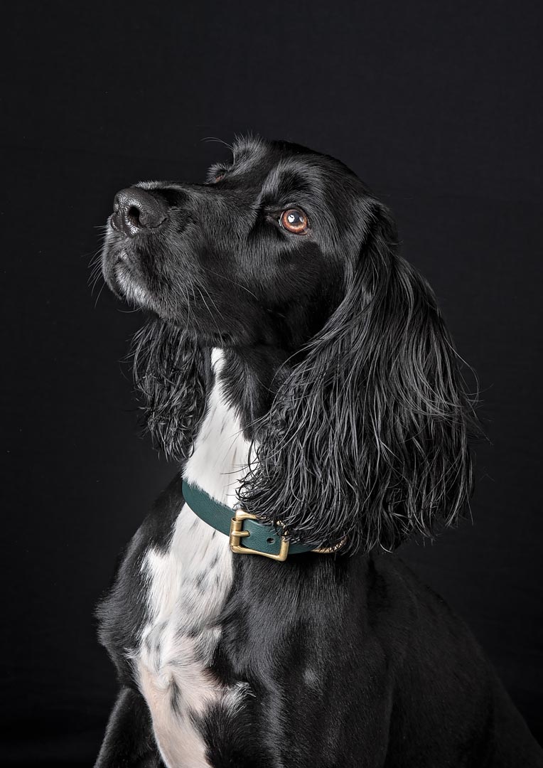 A black Sprocker dog with long, wavy ears and expressive brown eyes looking directly at the camera against a black background. The dog has a white chest and wears a green collar with brass hardware.