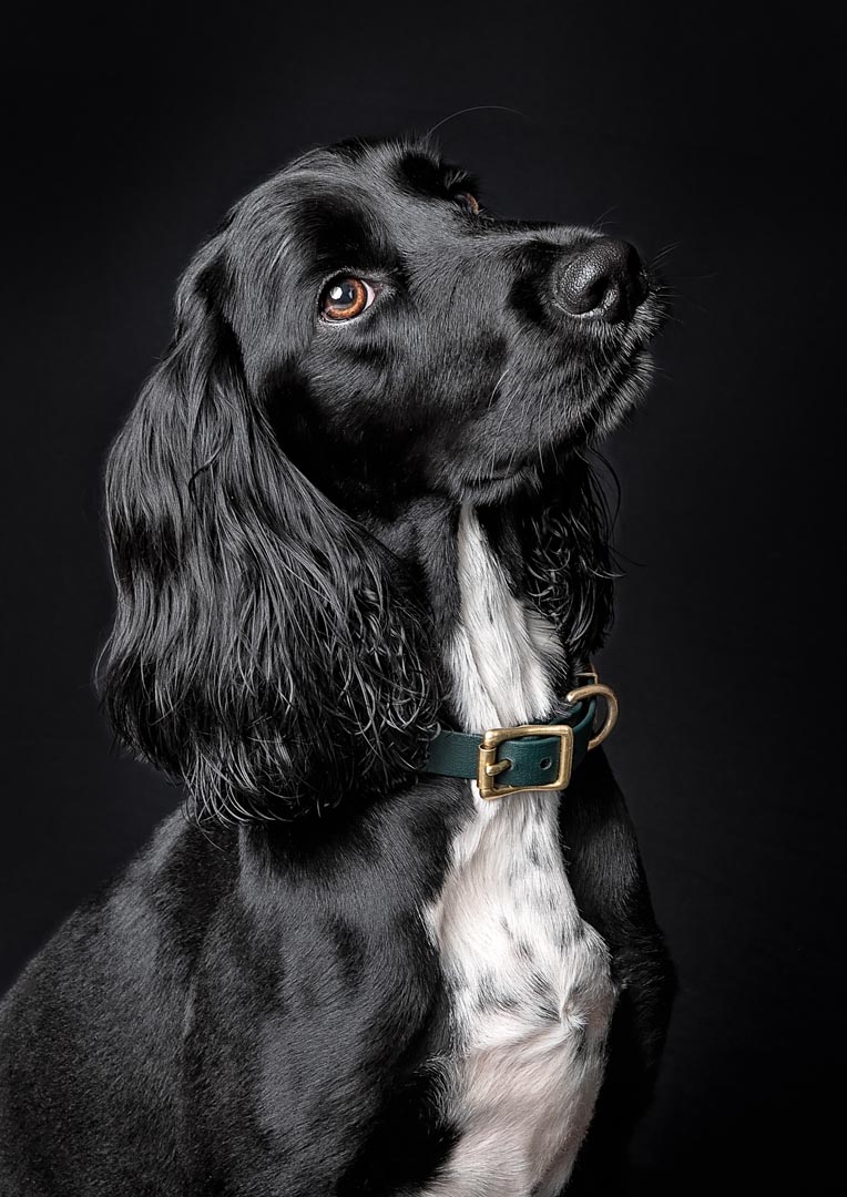 A black Sprocker dog with long, wavy ears and expressive brown eyes looking slightly off to the side. Against a black background. The dog has a white chest and wears a green collar with brass hardware.