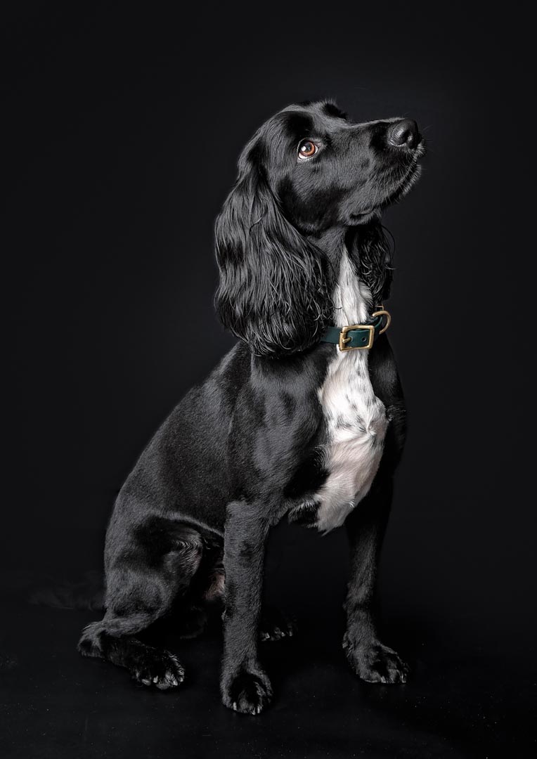 A black Sprocker dog with long, wavy ears and expressive brown eyes looking directly at the camera against a black background. The dog has a white chest and wears a green collar with brass hardware.