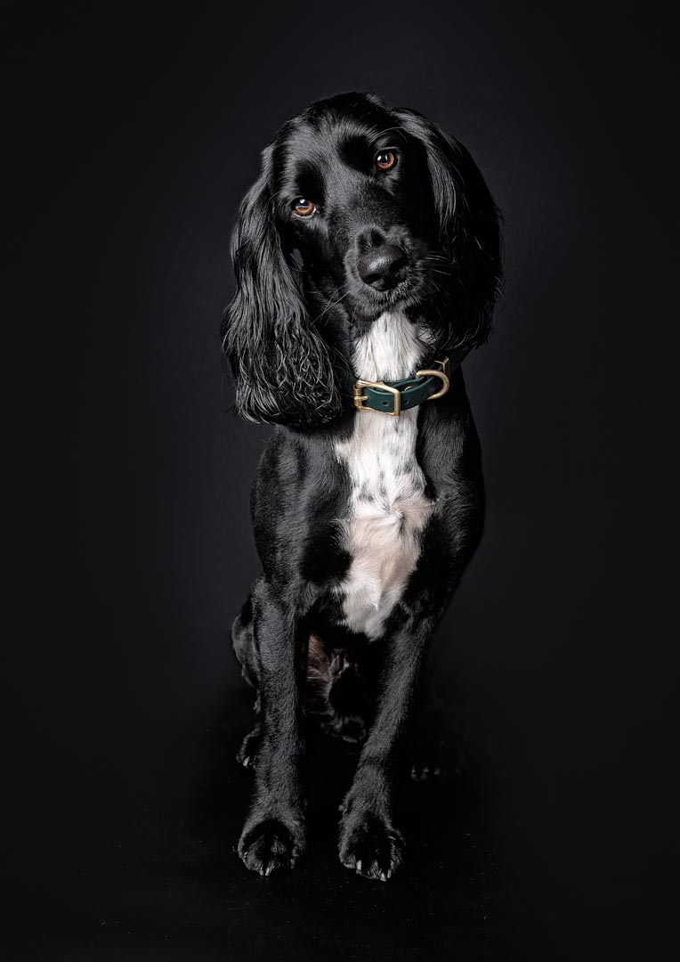 A Sprocker dog with long, wavy ears and expressive brown eyes looking directly at the camera against a black background. The dog has a white chest and wears a green collar with brass hardware.