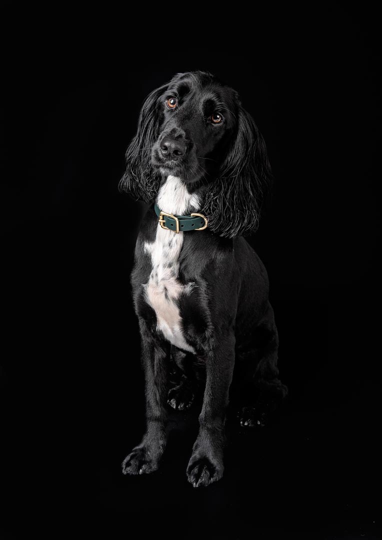 A photoshoot captures a black Sprocker dog with long, wavy ears and expressive brown eyes looking directly at the camera against a black background. The dog has a white chest and wears a green collar with brass hardware.