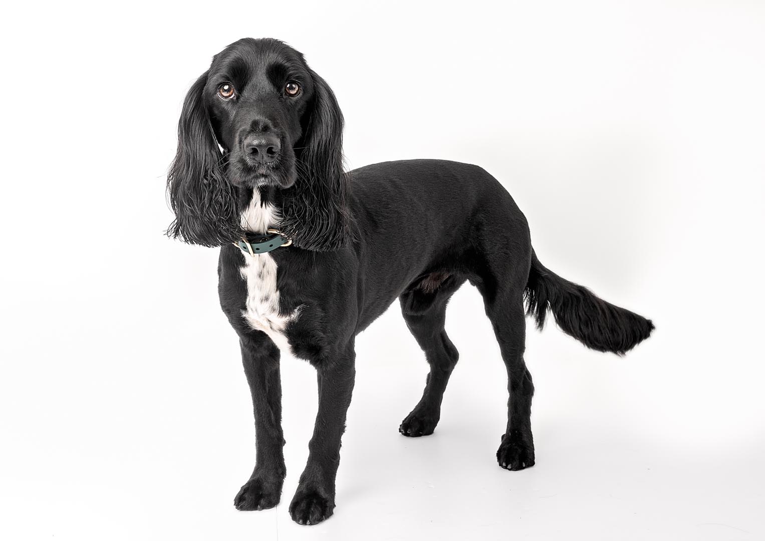 Dog photography session captures a black Sprocker dog with long, wavy ears and expressive brown eyes looking directly at the camera against a white background. The dog has a white chest and wears a green collar with brass hardware.