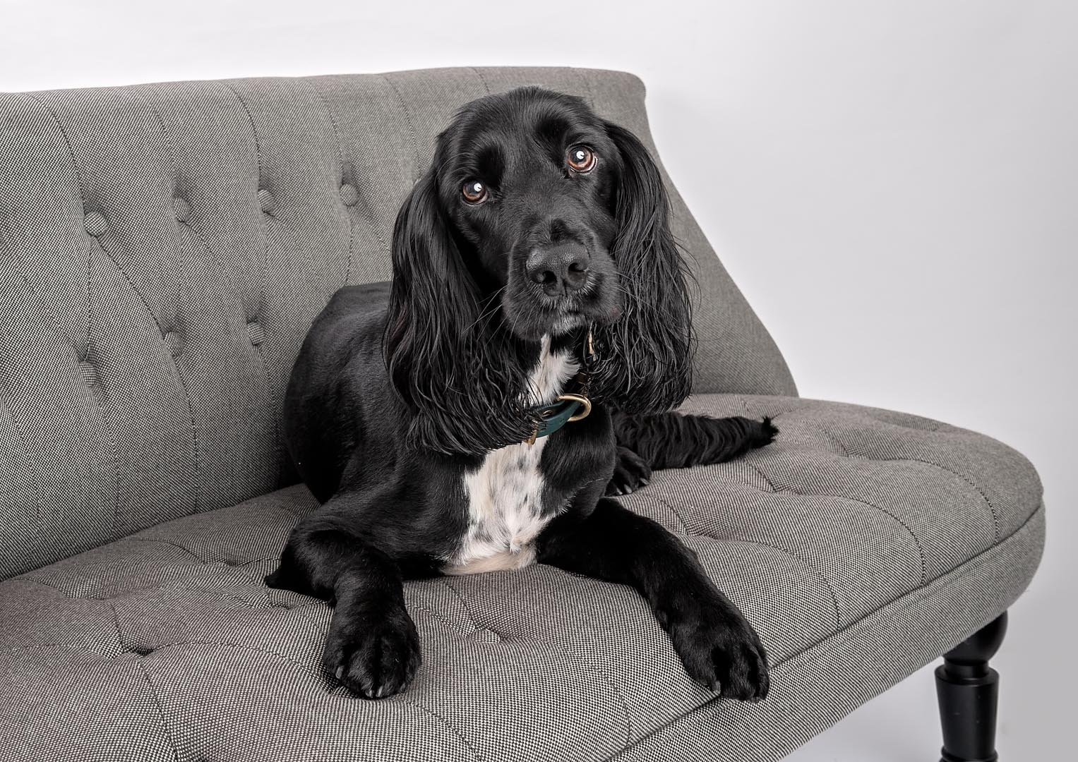 A black dog with long ears and a white patch on its chest is lying on a gray, tufted couch. The dog wears a collar and looks directly at the camera with a relaxed expression, showcasing classic pet photography Somerset charm against a plain white background.