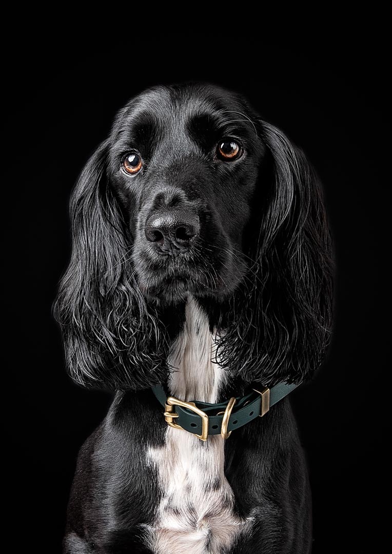 A black Sprocker dog with long, wavy ears and expressive brown eyes looking directly at the camera against a black background. The dog has a white chest and wears a green collar with brass hardware.