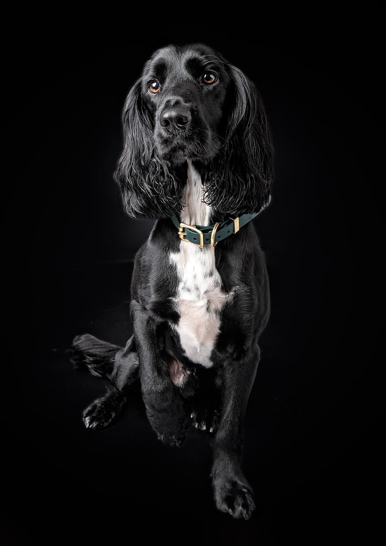 A black Sprocker dog with long, wavy ears and expressive brown eyes looking directly at the camera against a black background. The dog has a white chest and wears a green collar with brass hardware.