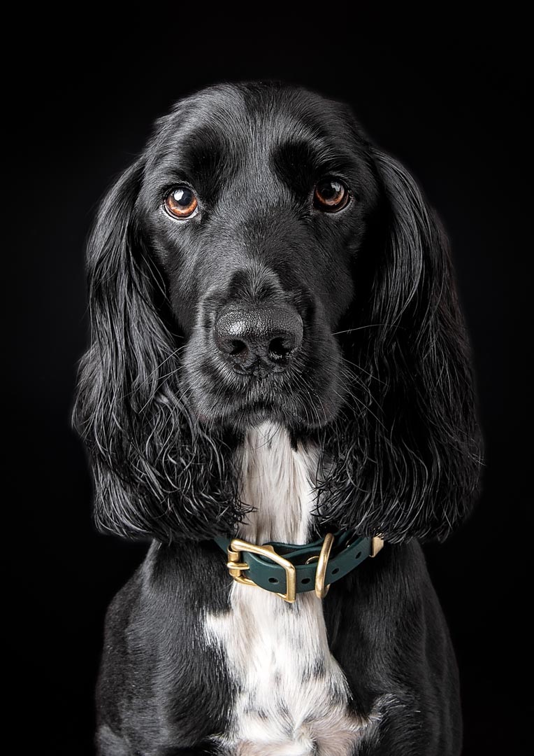 Dog photography session captures a black Sprocker dog with long, wavy ears and expressive brown eyes looking directly at the camera against a black background. The dog has a white chest and wears a green collar with brass hardware.