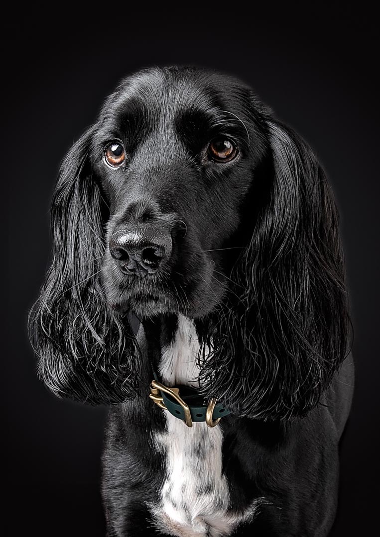 A black Sprocker dog with long, wavy ears and expressive brown eyes looking directly at the camera against a black background. The dog has a white chest and wears a green collar with brass hardware.