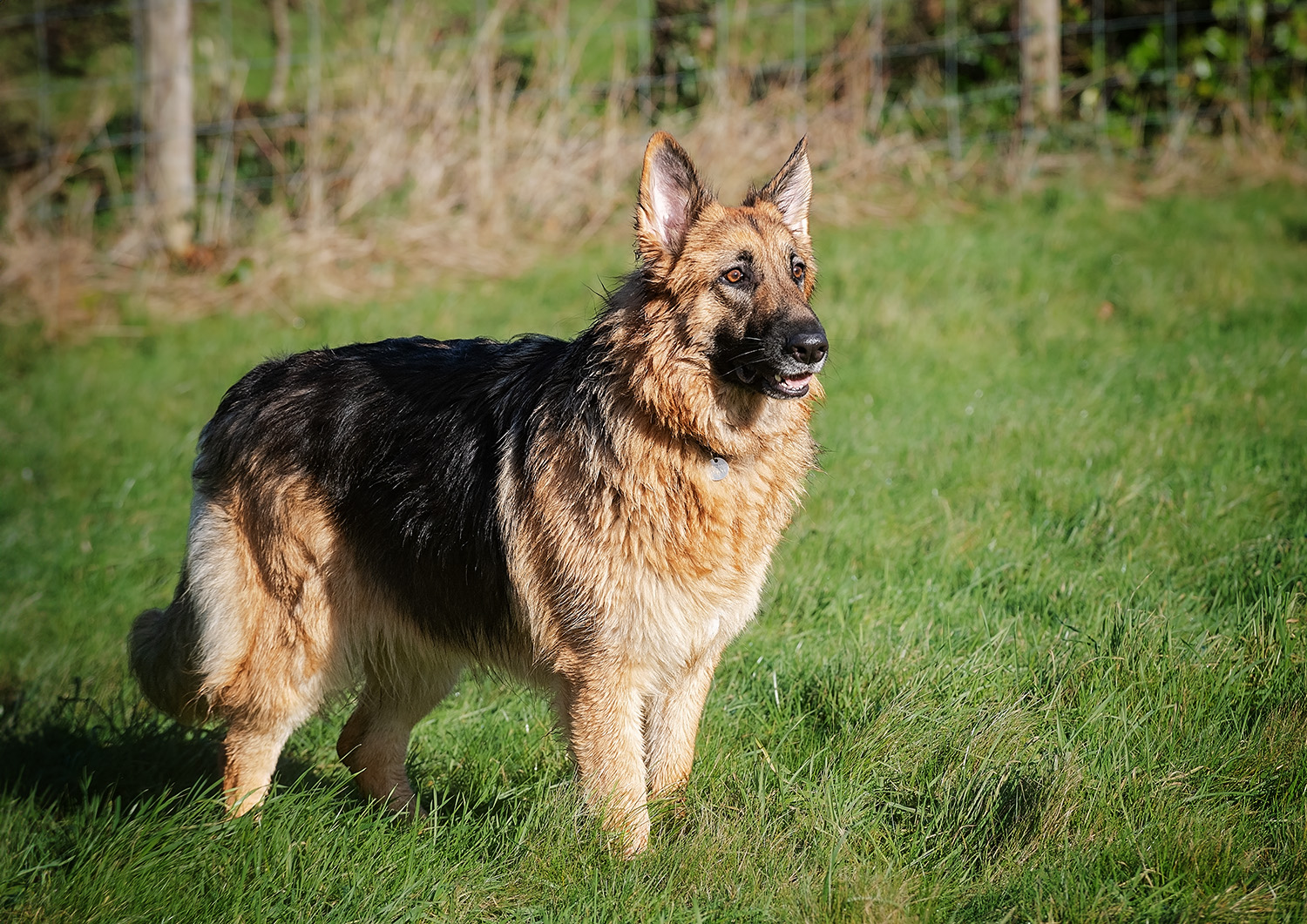 A German Shepherd stands gracefully on a grassy field, embodying the essence of location pet photography. The dog's fluffy coat, a blend of black and tan, catches the sunlight as it gazes into the distance. In the background, a wire fence subtly frames this candid moment.