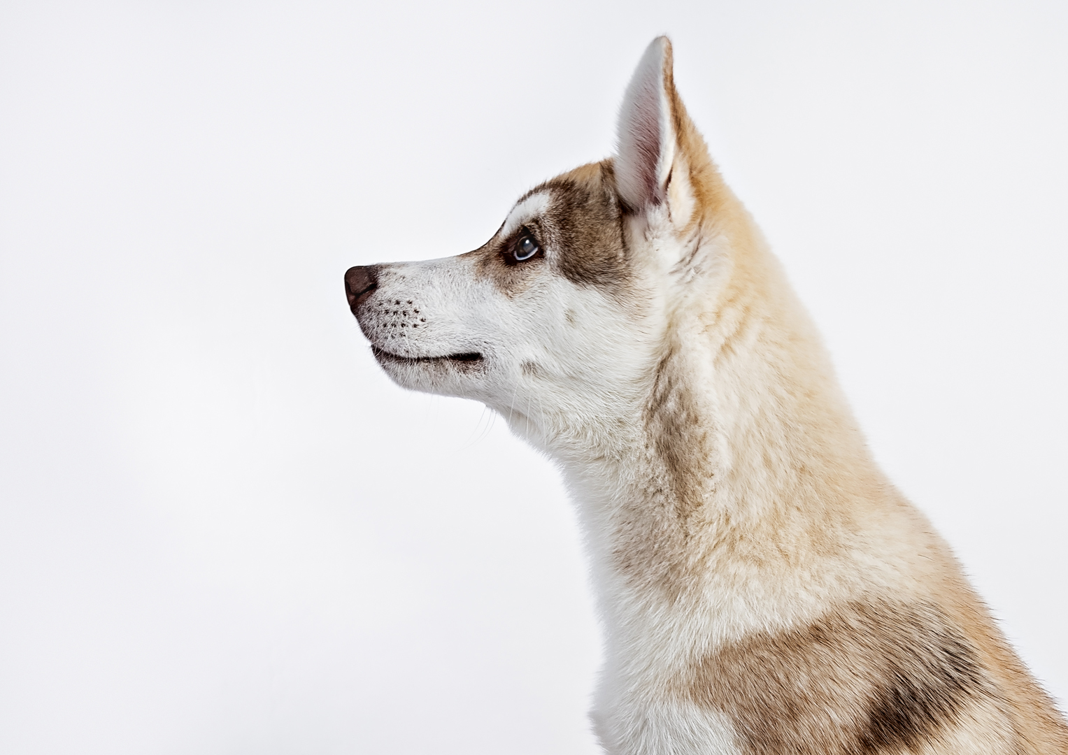 Side profile of a Siberian Husky dog against a plain white background. The striking husky, with its piercing blue eyes and erect ears, sports a coat with white and tan markings, capturing the beauty that draws many to consider buying a puppy like this stunning breed.