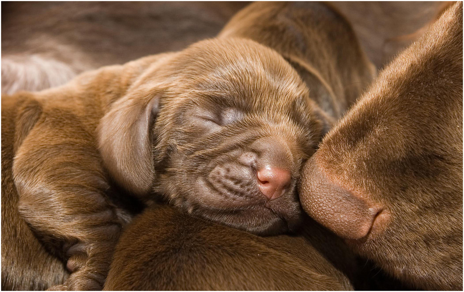 A close-up of a newborn liver field spaniel puppy sleeping, nestled against an adult dog's face, resembles the heartwarming moments one dreams of when buying a puppy. The puppy rests peacefully, eyes closed, while the adult gently touches its nose to the little one's face in a serene scene.