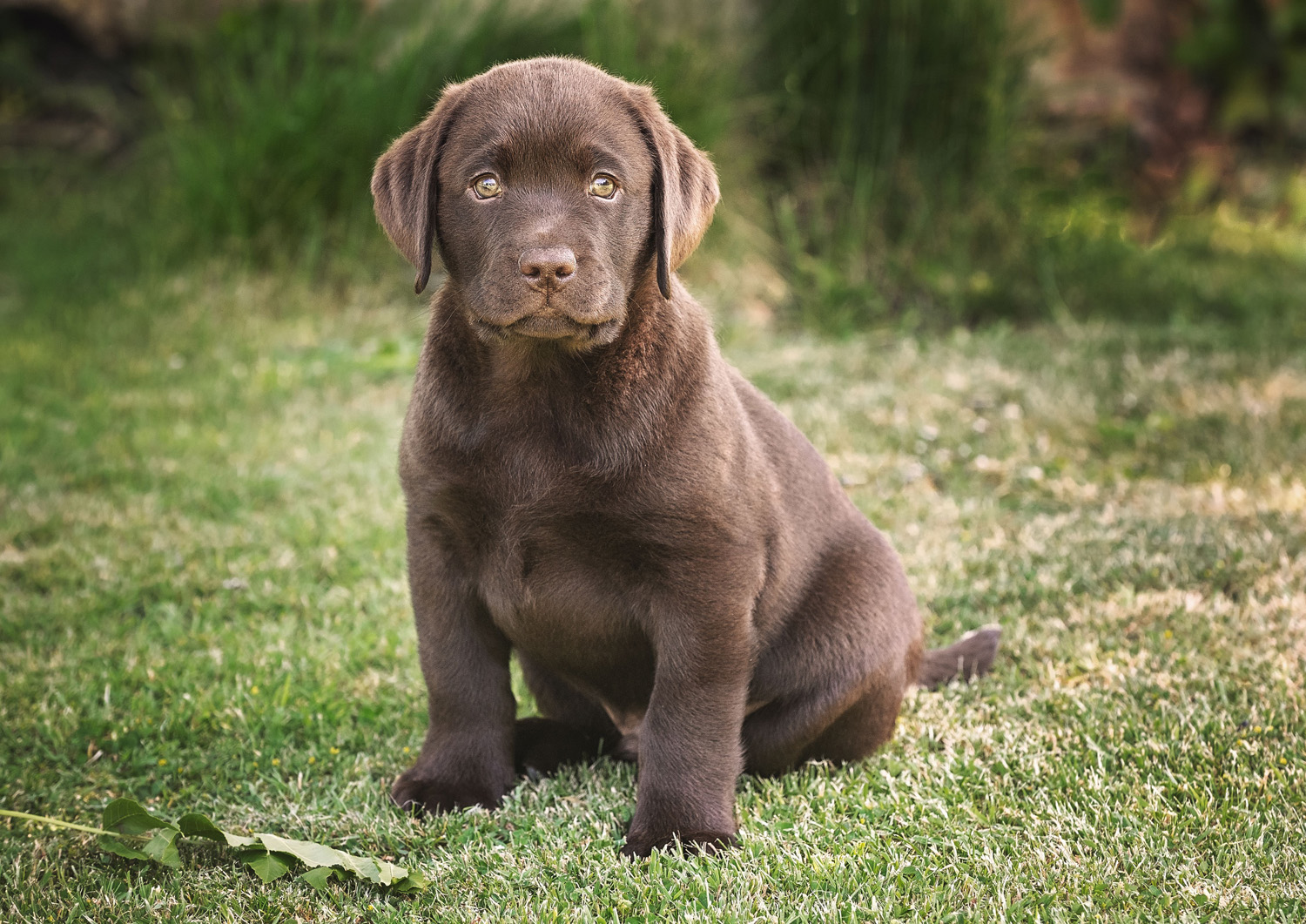 Chocolate Labrador puppy posing straight to the camera in Somerset garden