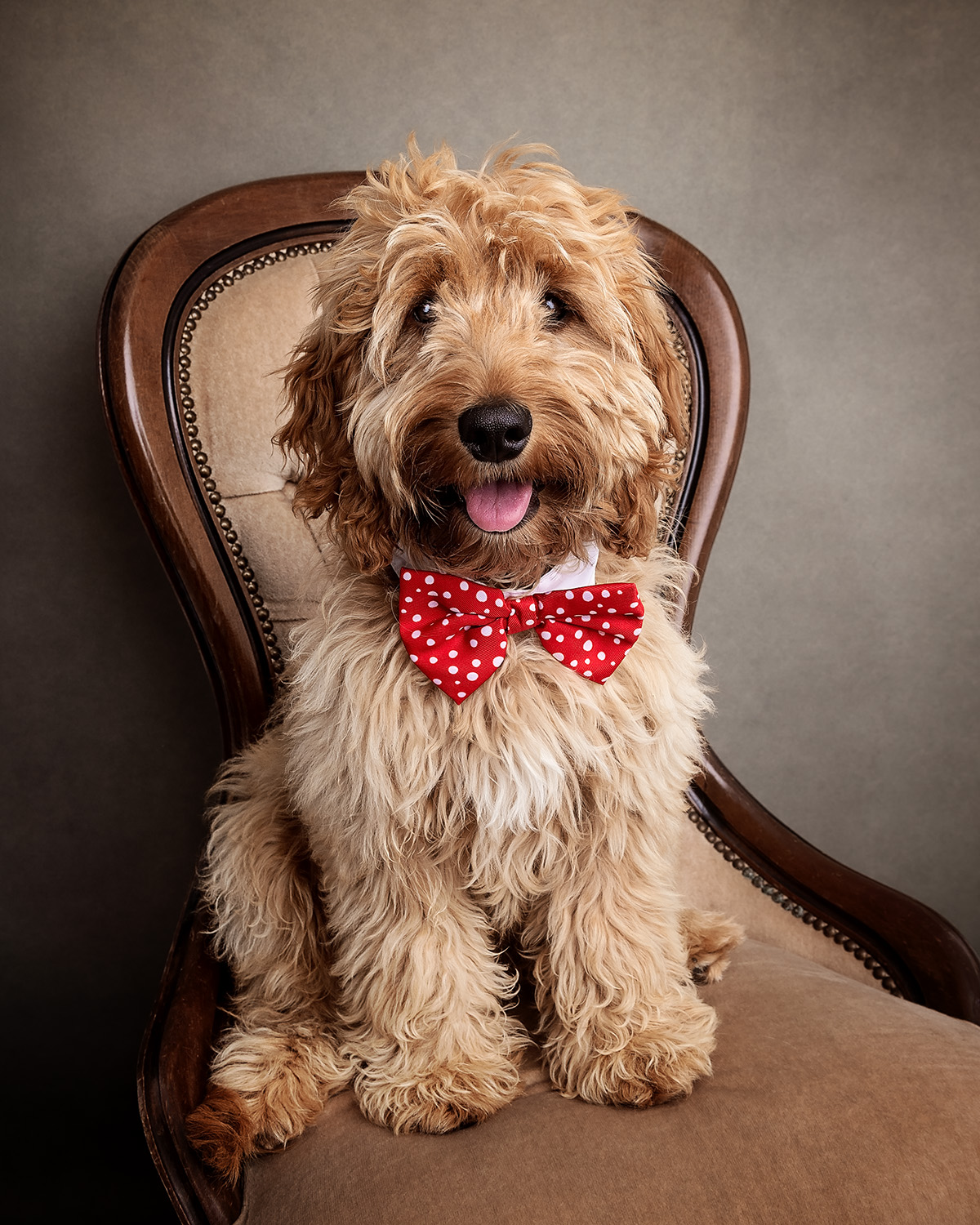 A fluffy dog with a light brown, curly coat sits on a vintage chair, flaunting a red polka dot bow tie. With its tongue out and a cheerful expression against a neutral backdrop, this scene might inspire dreams of buying a puppy just as adorable.