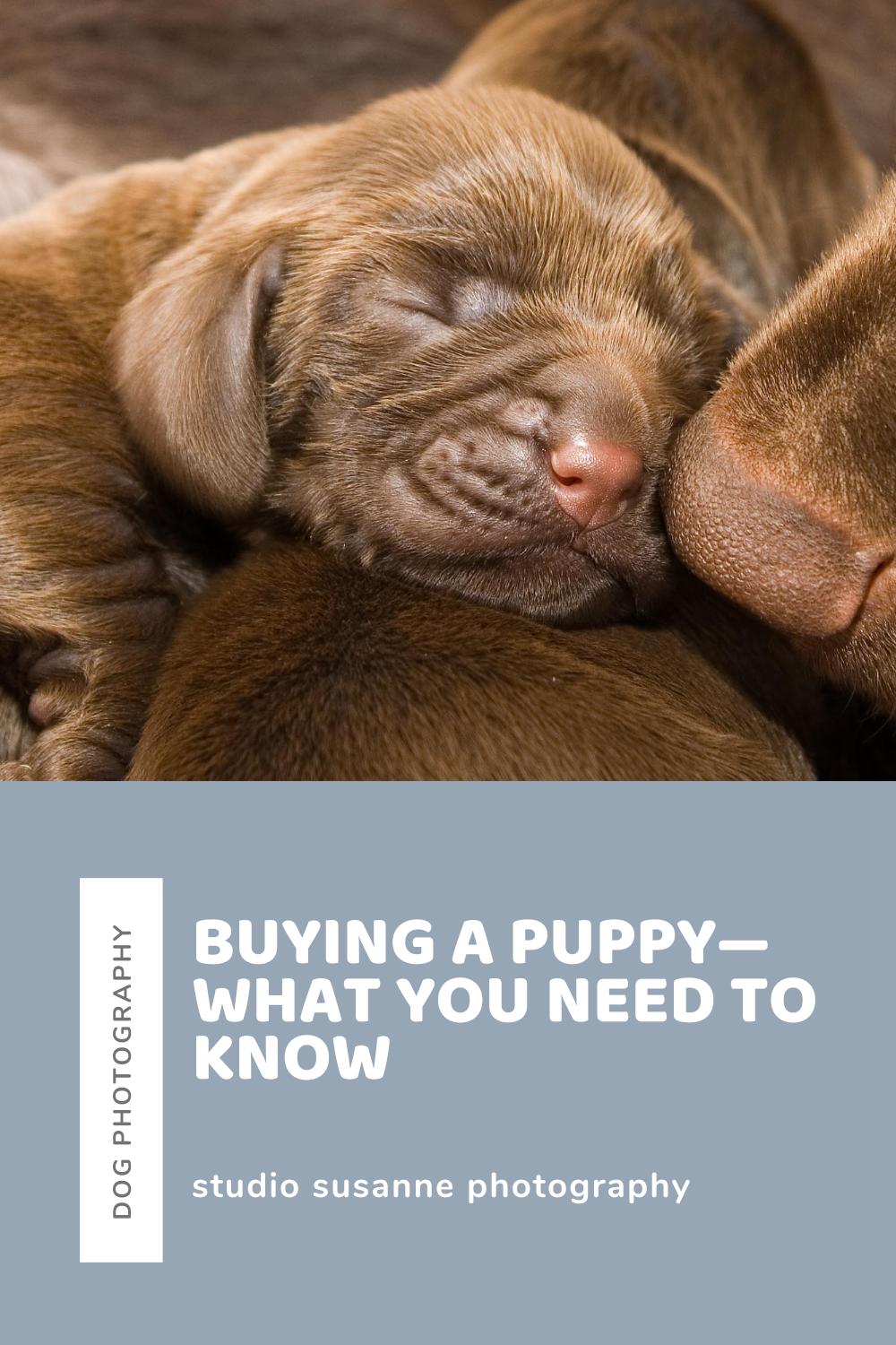 Buying a Puppy—What You Need to Know