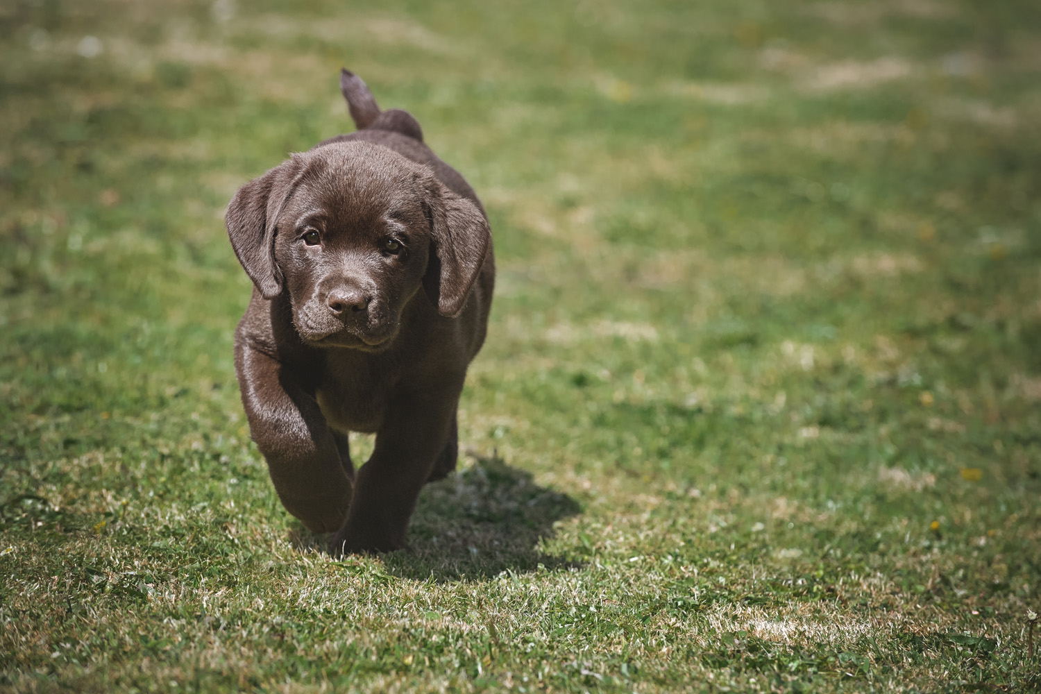 A chocolate Labrador puppy dashes joyfully across the grassy field under bright sunlight, its ears flapping with each stride and eyes focused forward. The blurred background enhances the sense of motion and playfulness—ideal moments for gathering some puppy advice for such energetic souls.