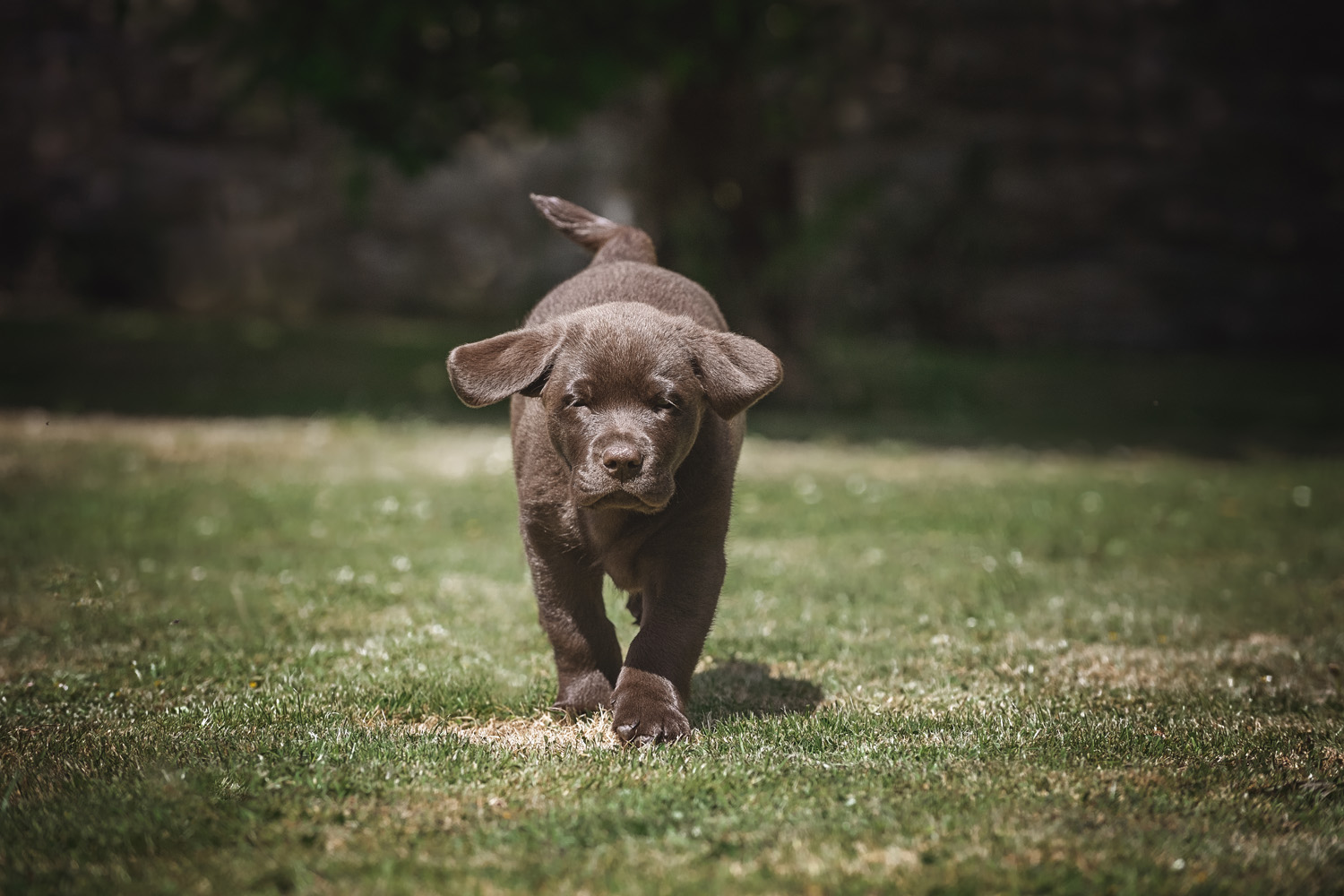 A chocolate Labrador puppy runs towards the camera on a grassy field. Its ears are flapping in the air, and it has a playful expression. The background is blurred with greenery and a stone wall.