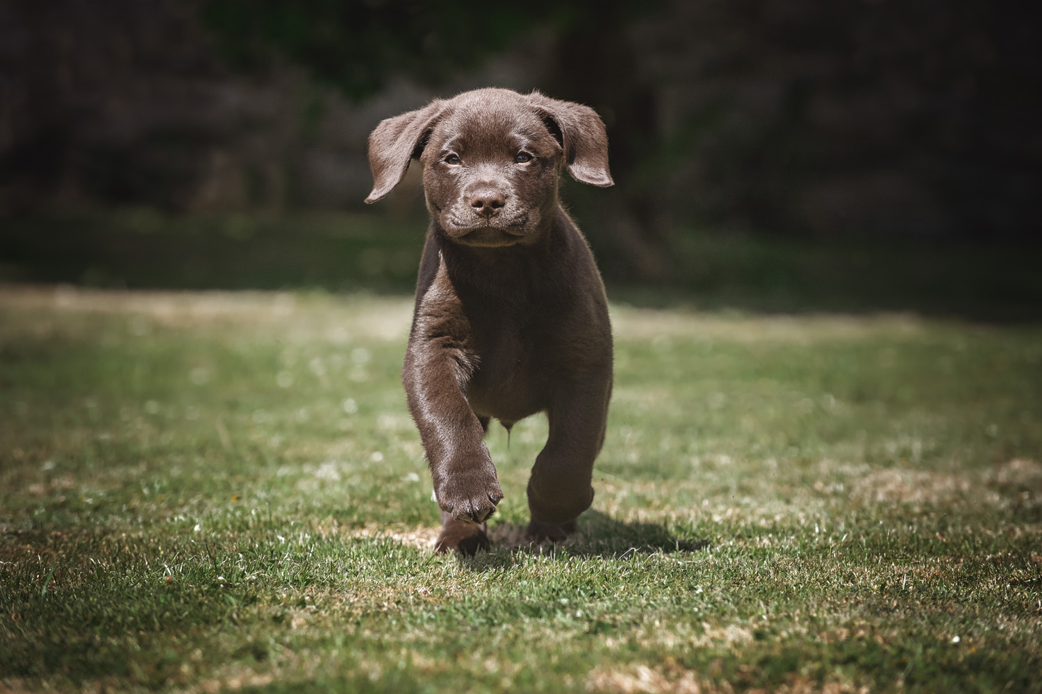 A brown Labrador puppy, perfect for anyone considering buying a puppy, runs joyfully across a grassy field, its ears flapping and eyes focused forward. The background is slightly blurred, highlighting the puppy's energetic movement and the sunny day.