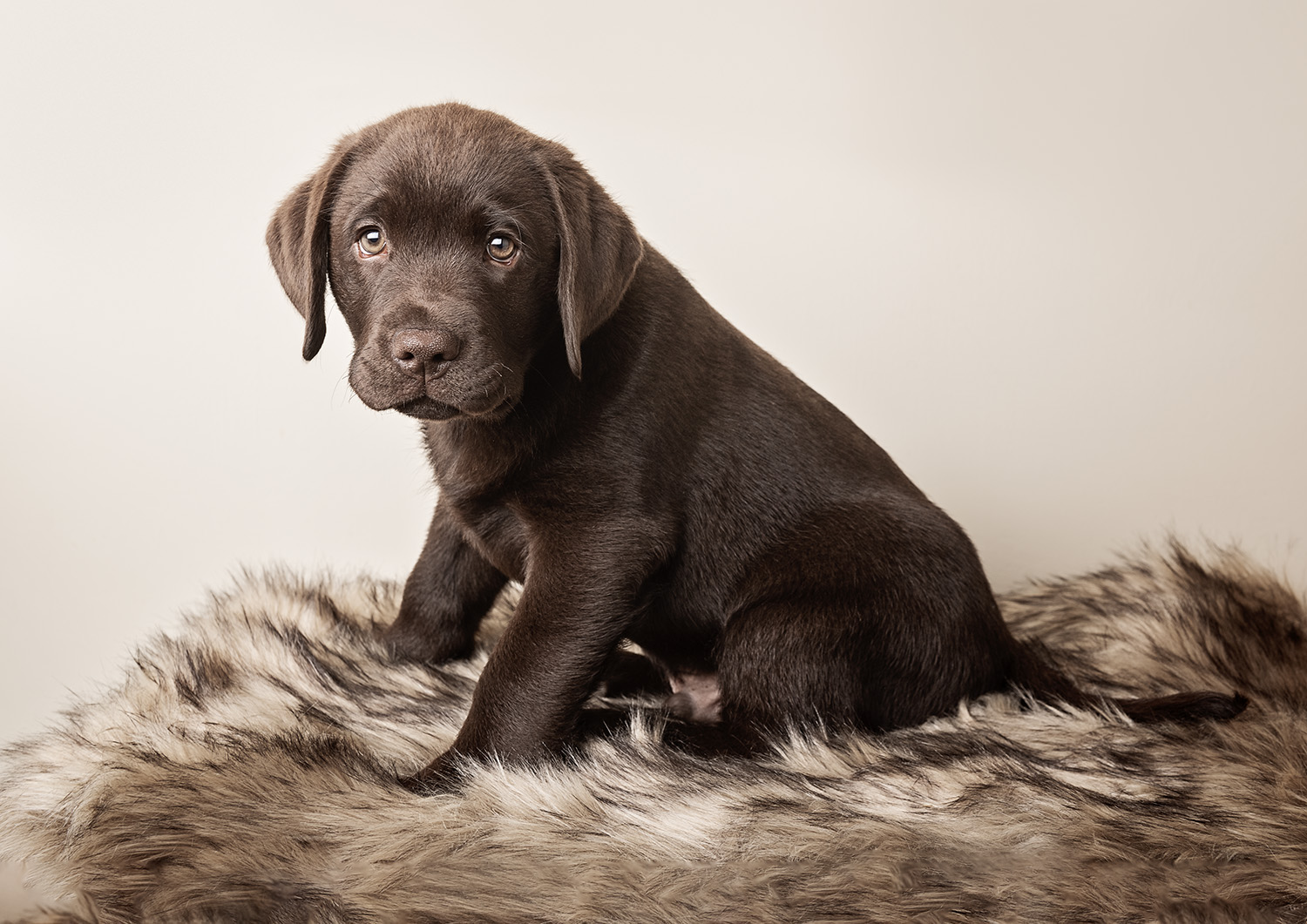 A chocolate Labrador puppy sits on a fluffy, fur-like blanket, gazing inquisitively at the camera with soft eyes. The background is a plain light color, highlighting the puppy's fur and adorable expression.