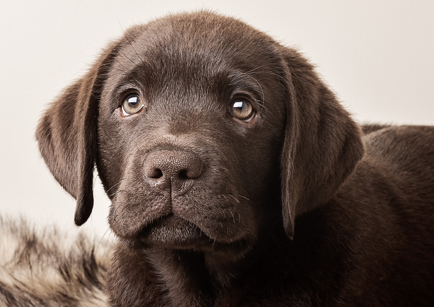 Chocolate Labrador puppy with soft fur and gentle eyes, looking toward the camera. The background is plain, highlighting the puppy's expressive face and floppy ears.