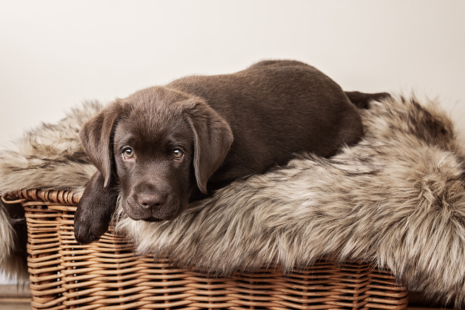 A chocolate Labrador puppy, perfect for those considering buying a puppy, lies down comfortably on a furry blanket atop a wicker basket. The pup gazes forward with a gentle expression, set against the backdrop of a plain, light-colored wall.