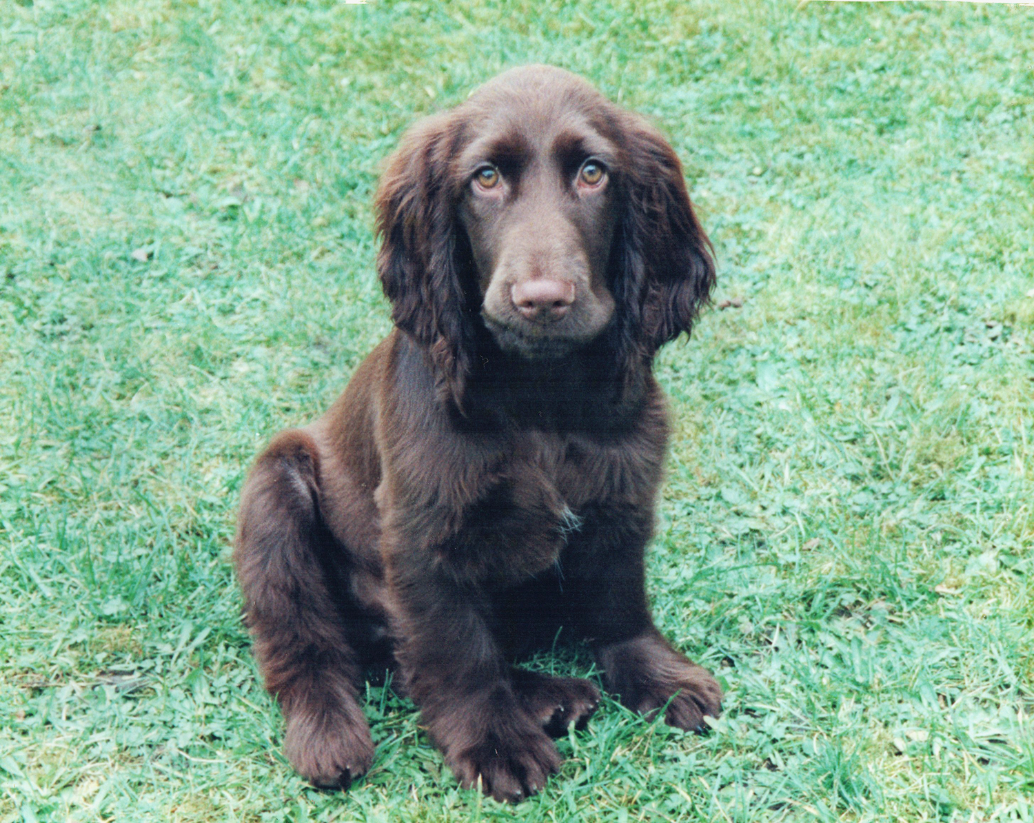 10 week old liver field spaniel puppy posing straight to the camera and sitting on grass